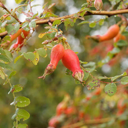 Rose moyesii Geranium Rose moyesii Geranium