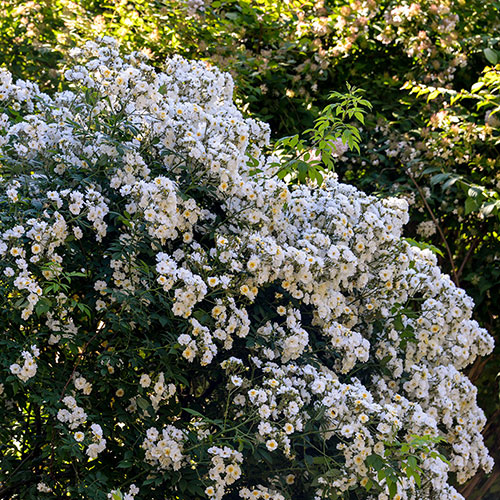Rose Rambling Rector Rose Rambling Rector