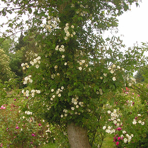 Rose Rambling Rector Rose Rambling Rector