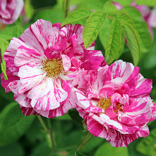 Rose Rosa Mundi Rose Rosa Mundi