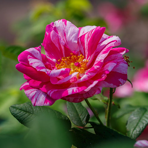 Rose Rosa Mundi Rose Rosa Mundi