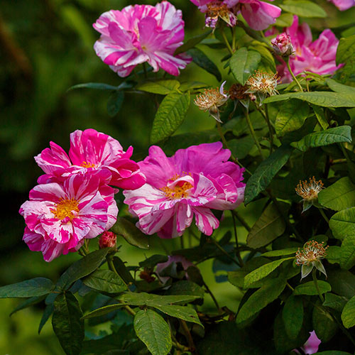 Rose Rosa Mundi Rose Rosa Mundi