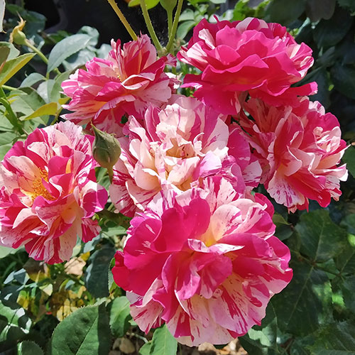 Rose Rosa Mundi Rose Rosa Mundi