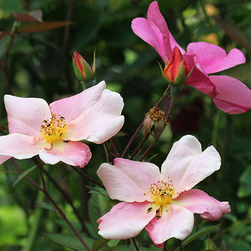 Rose Mutabilis