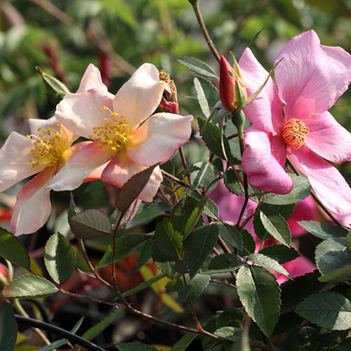 Rose Mutabilis Rose Mutabilis