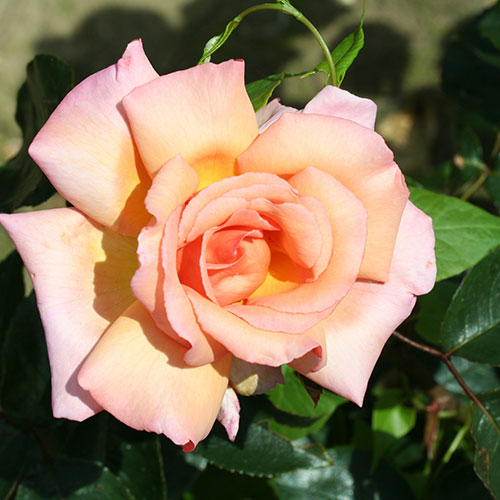Harkness Climbing Rose Compassion Harkness Climbing Rose Compassion 