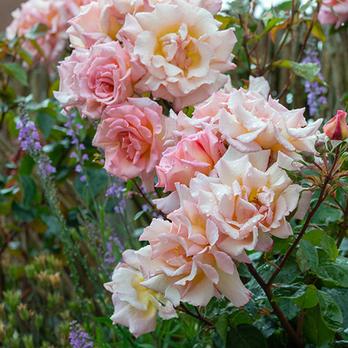Harkness Climbing Rose Compassion Harkness Climbing Rose Compassion 