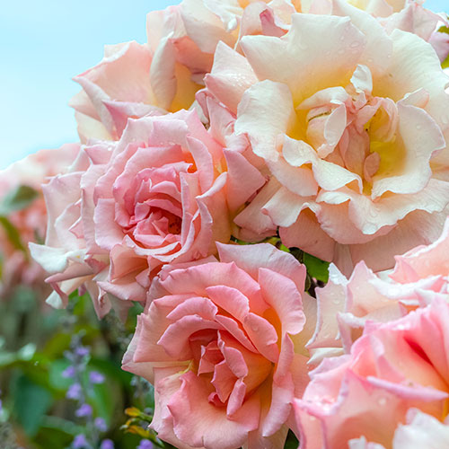 Harkness Climbing Rose Compassion Harkness Climbing Rose Compassion 