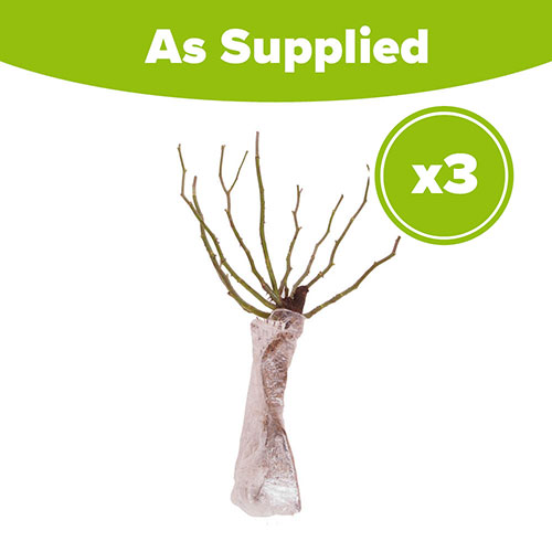 Climbing Rose Bare Root Collection Climbing Rose Bare Root Collection