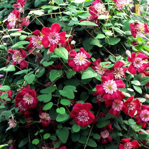 Clematis Avant Garde Clematis Avant Garde