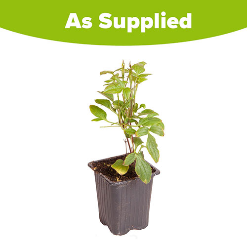 Clematis Avant Garde Clematis Avant Garde