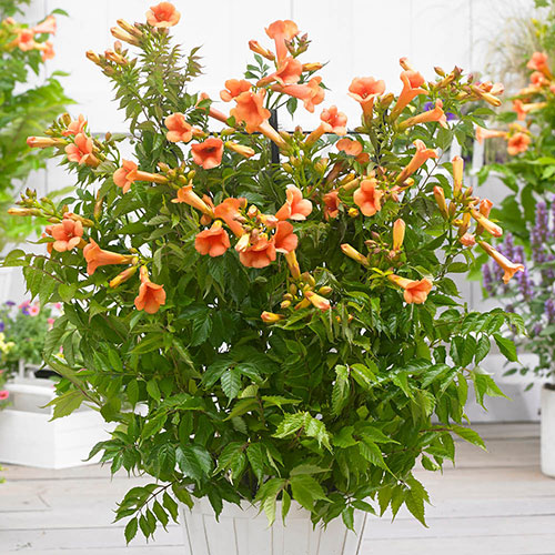 Campsis Trumpet Vine Collection Campsis Trumpet Vine Collection