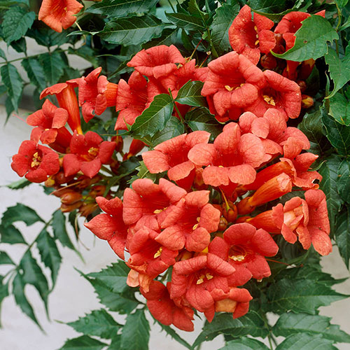 Campsis Trumpet Vine Collection Campsis Trumpet Vine Collection
