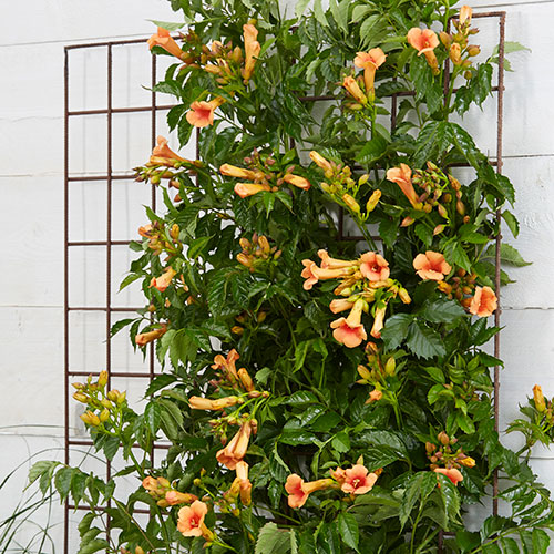 Campsis Trumpet Vine Collection Campsis Trumpet Vine Collection