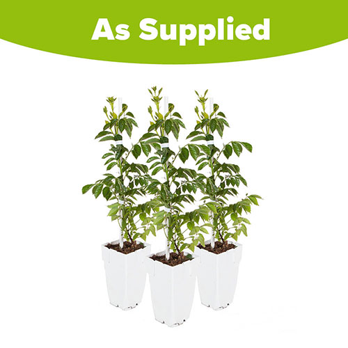 Campsis Trumpet Vine Collection Campsis Trumpet Vine Collection