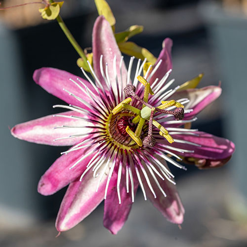 Passiflora Victoria Passiflora Victoria