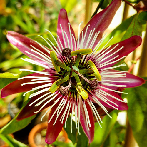 Passiflora Victoria Passiflora Victoria