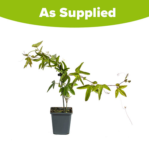 Passiflora Victoria Passiflora Victoria