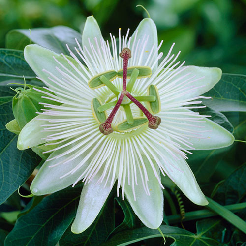 Passiflora Constance Elliot