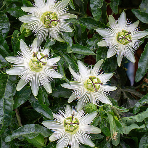 Passiflora Constance Elliot Passiflora Constance Elliot