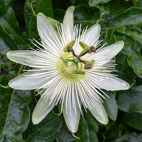 Passiflora Constance Elliot Passiflora Constance Elliot
