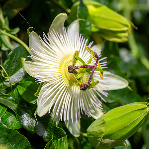 Passiflora Constance Elliot Passiflora Constance Elliot