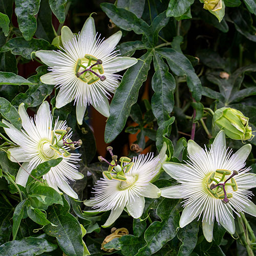 Passiflora Constance Elliot Passiflora Constance Elliot