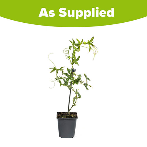 Passiflora Constance Elliot Passiflora Constance Elliot