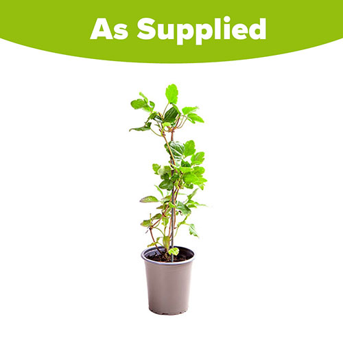 Clematis cirrhosa Wisley Cream Clematis cirrhosa Wisley Cream