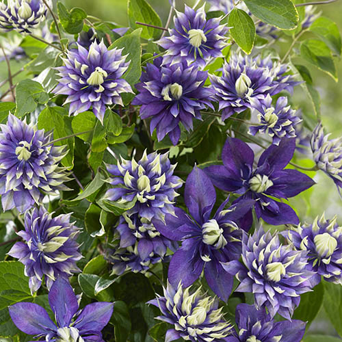 Clematis Taiga Clematis Taiga