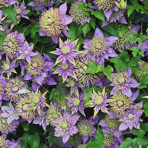 Clematis Taiga Clematis Taiga