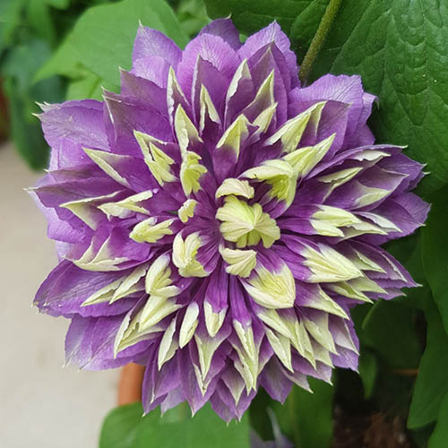 Clematis Taiga Clematis Taiga