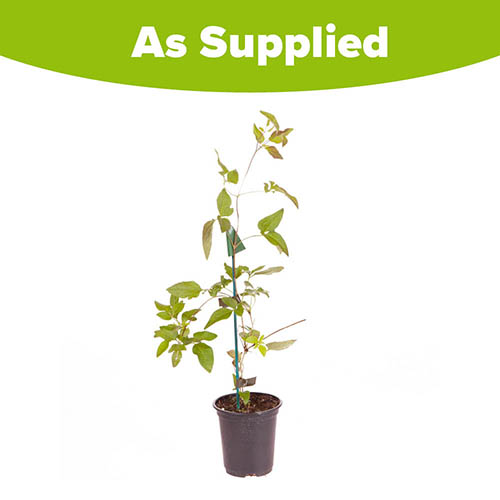 Clematis Taiga Clematis Taiga