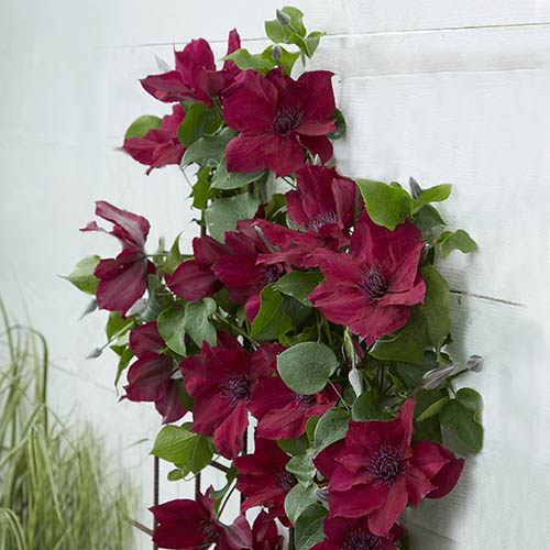 Patio Clematis Nubia Boulevard Patio Clematis Nubia Boulevard