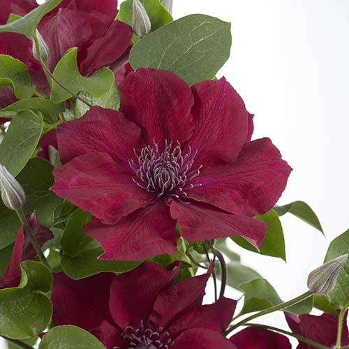 Patio Clematis Nubia Boulevard Patio Clematis Nubia Boulevard