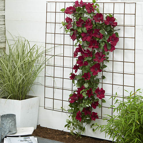 Patio Clematis Nubia Boulevard Patio Clematis Nubia Boulevard