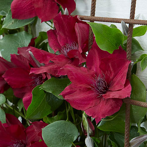 Patio Clematis Nubia Boulevard Patio Clematis Nubia Boulevard