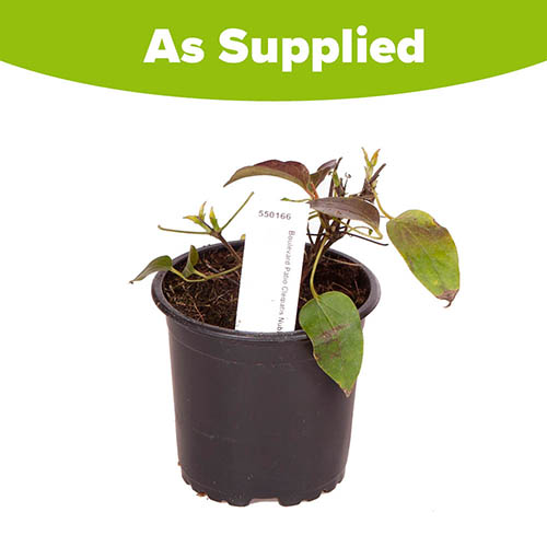 Patio Clematis Nubia Boulevard Patio Clematis Nubia Boulevard