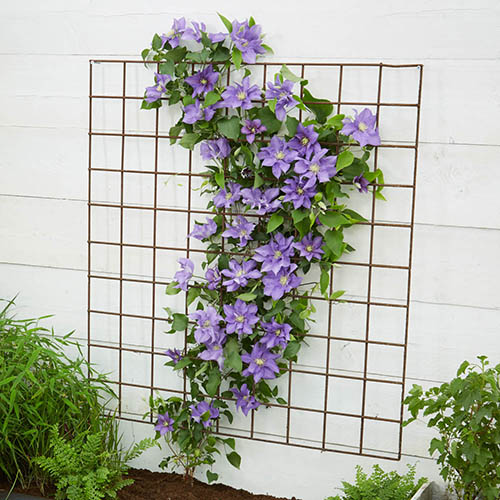 Patio Clematis Olympia Boulevard Patio Clematis Olympia Boulevard