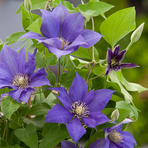 Patio Clematis Olympia Boulevard Patio Clematis Olympia Boulevard