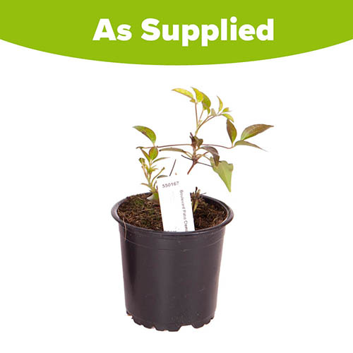 Patio Clematis Olympia Boulevard Patio Clematis Olympia Boulevard