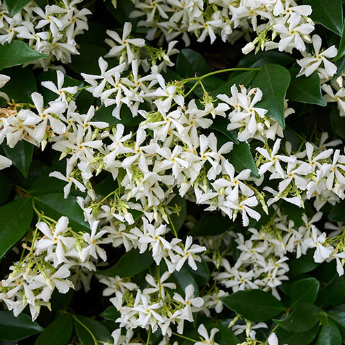 Star Jasmine Trachelospermum jasminoides Star Jasmine Trachelospermum jasminoides