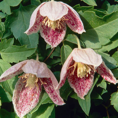 Clematis Evergreen Freckles 7/9cm Clematis Evergreen Freckles 7/9cm