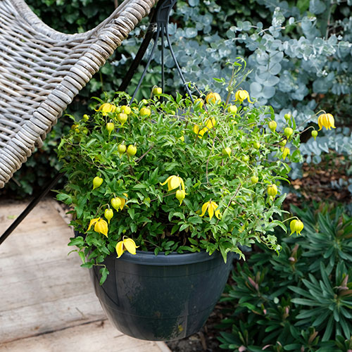 Clematis tangutica Little Lemons Clematis tangutica Little Lemons