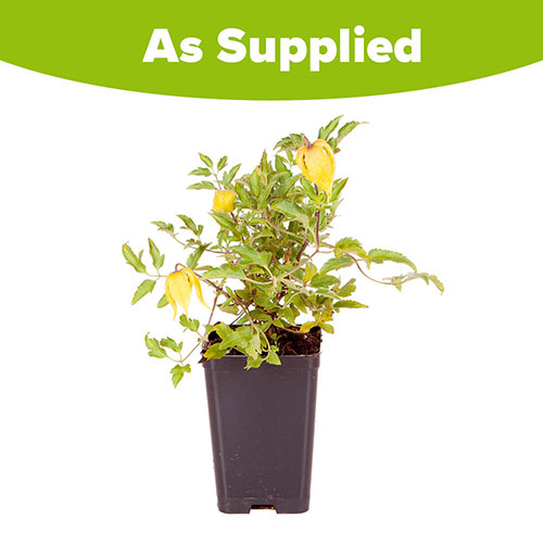 Clematis tangutica Little Lemons Clematis tangutica Little Lemons
