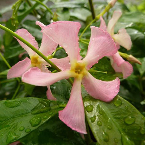 Trachelospermum Star Jasmine Pink Trachelospermum Star Jasmine Pink