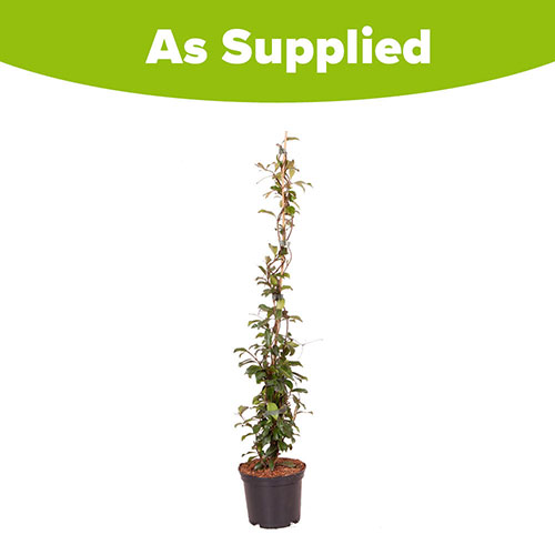 Trachelospermum Star Jasmine Pink Trachelospermum Star Jasmine Pink