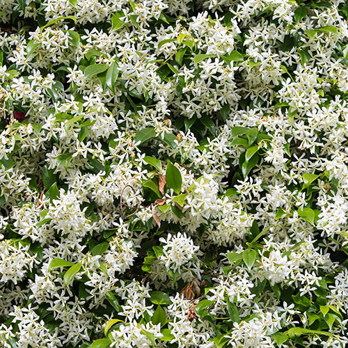 Star Jasmine Trachelospermum jasminoides Star Jasmine Trachelospermum jasminoides