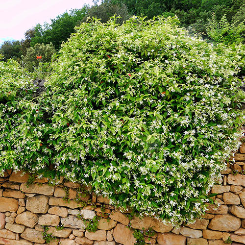Star Jasmine Trachelospermum jasminoides Star Jasmine Trachelospermum jasminoides