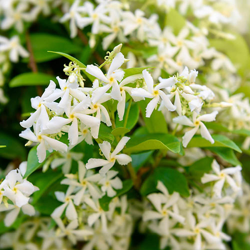Star Jasmine Trachelospermum jasminoides Star Jasmine Trachelospermum jasminoides